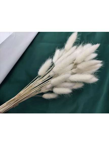 Buchet Lagurus Uscat Alb