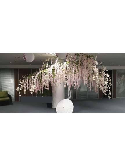 Copac simplu cu flori visteria mici roz H2,50 m (cu flori visteria incluse)
