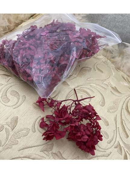 Hortensie Criogenata Grena la Punga