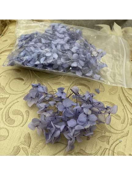 Hortensie Criogenata Lila la Punga