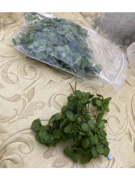 Hortensie Criogenata Verde Mediu la Punga
