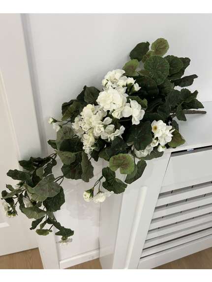 MUSCATA CURGATOARE -BEGONIA-ALBA  80CM